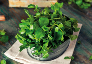 Κάρδαμο για να… καρδαμώσετε