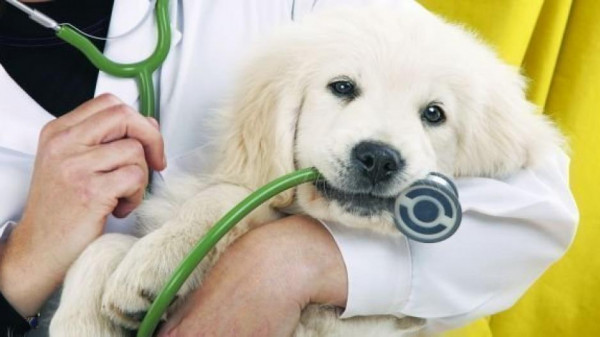 Κολάρο τεχνητής νοημοσύνης ελέγχει την υγεία των σκύλων