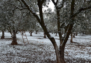 Δενδροκαλλιέργεια: Καλλιεργητικές φροντίδες μετά από τον παγετό