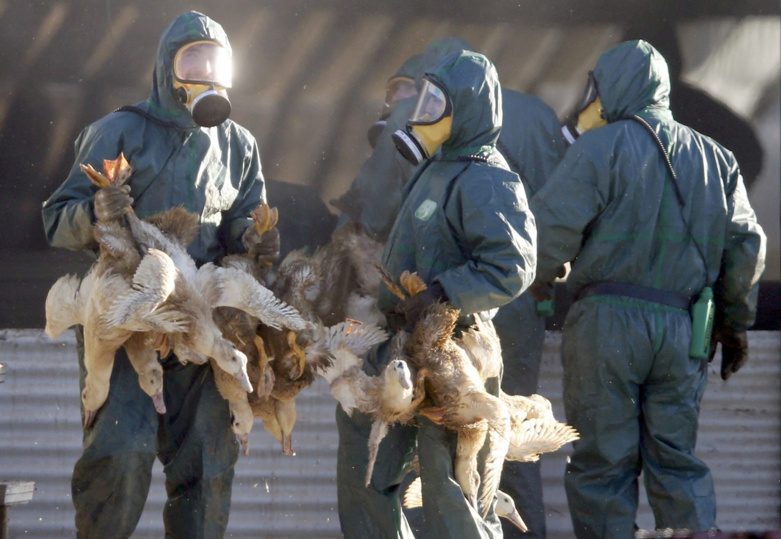 Γρίπη των πτηνών - Το Η5N1 σαρώνει τα πτηνοτροφεία και απειλεί να μεταδοθεί στον άνθρωπο