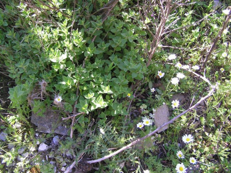 Η φαρμακευτική «Αρέθουσα» από την Ικαρία