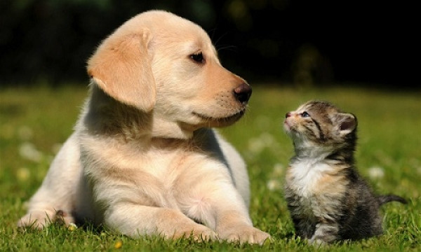 Κατοικίδια ζώα – «Γολγοθάς » η εύρεση σπιτιού για τους ιδιοκτήτες τους