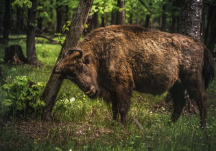 Πολωνία: Ο φράχτης για τους μετανάστες απειλεί το τελευταίο αρχέγονο δάσος της Ευρώπης
