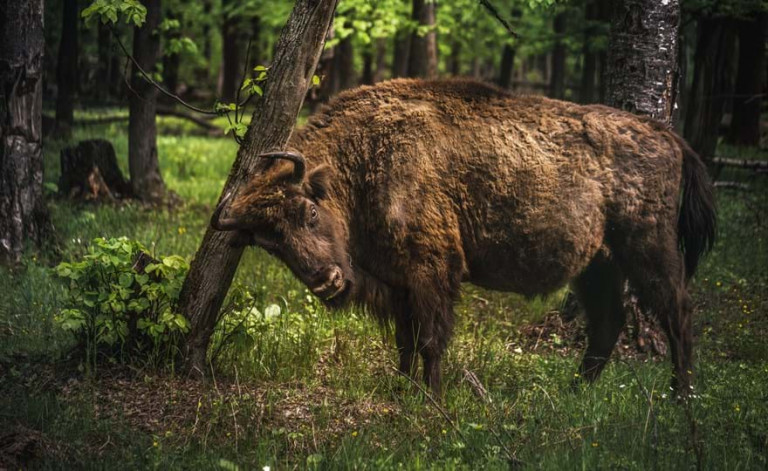 Πολωνία: Ο φράχτης για τους μετανάστες απειλεί το τελευταίο αρχέγονο δάσος της Ευρώπης