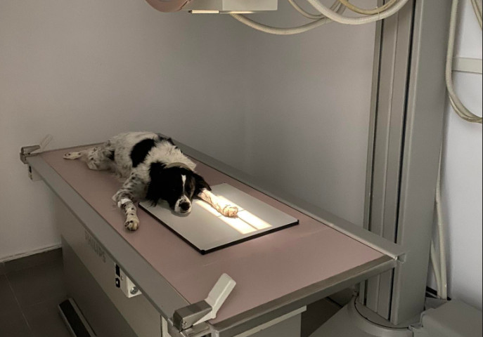 Τήνος: Δεν λειτουργούσε το ακτινολογικό και τον έστειλαν για ακτινογραφία στον κτηνίατρο