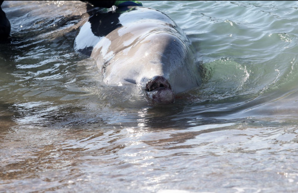 Φάλαινα στον Άλιμο: «Μάχη» για να κρατηθεί στη ζωή το τραυματισμένο ζώο – Τι αναφέρει καθηγήτρια ωκεανογραφίας στο in
