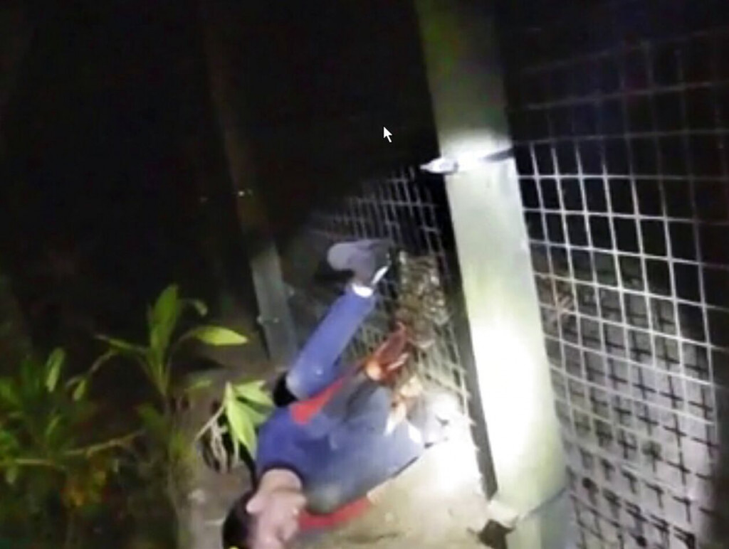 ΗΠΑ – Η στιγμή που η τίγρης επιτέθηκε στον εργαζόμενο σε ζωολογικό κήπο