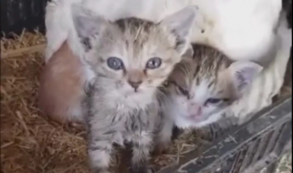 Κρήτη: Κότα κλωσάει… γατάκια για να τα ζεστάνει [εικόνες]