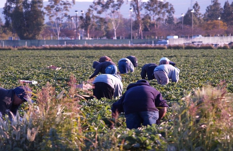 Διεπαγγελματική Πυρηνόκαρπων: Πώς θα έρθουν οι εργάτες γης στα χωράφια