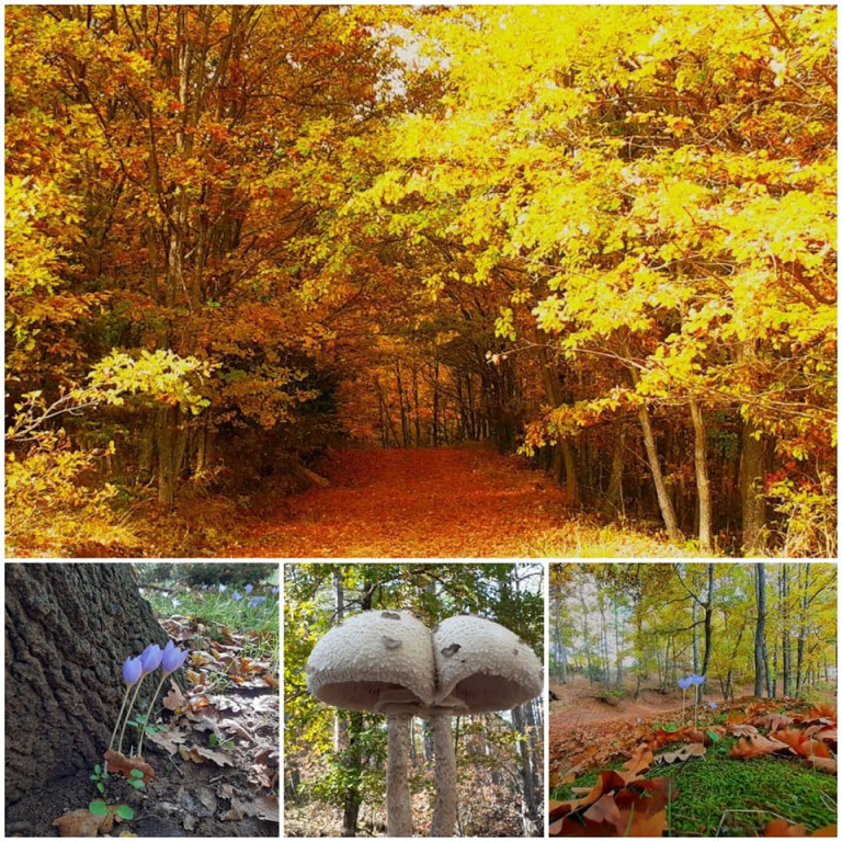 Δάσος Κούπας-Επίσημα στην Ομοσπονδία Ευρωπαϊκών Πάρκων