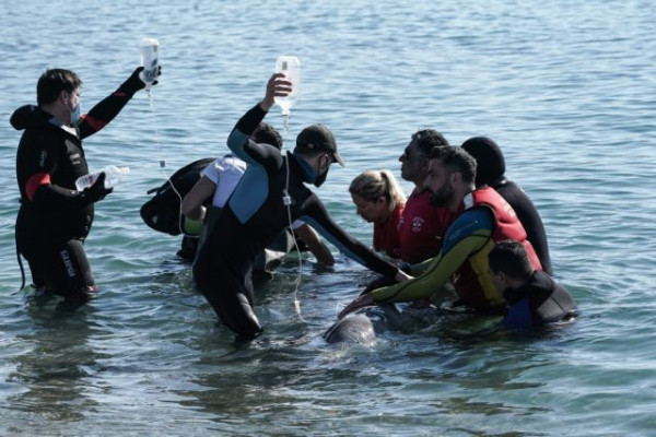 Φάλαινα: Καταδύθηκε στον Σαρωνικό Κόλπο – Σε ετοιμότητα οι ειδικοί
