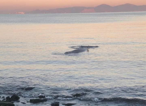 Φάλαινα στον Άλιμο: Ελεύθερη να κολυμπήσει– Σε επιφυλακή οι διασώστες για 48 ώρες