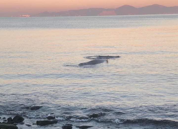Φάλαινα στον Άλιμο: Ελεύθερη να κολυμπήσει– Σε επιφυλακή οι διασώστες για 48 ώρες