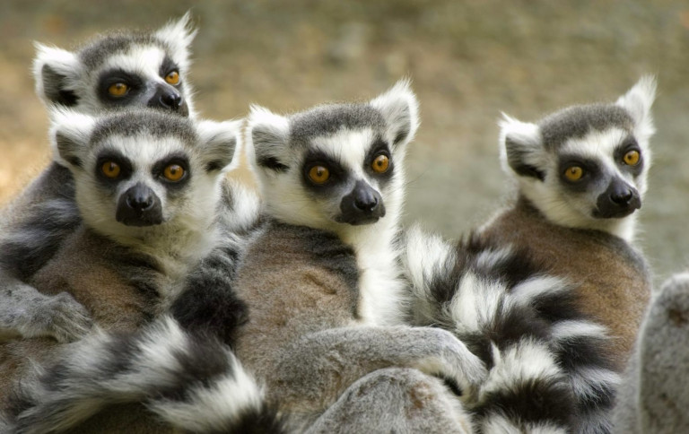 Γενετικές αναλύσεις στον αέρα αποκαλύπτουν ποια ζώα βρίσκονται κοντά