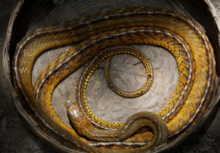 ΗΠΑ: Άνδρας βρέθηκε νεκρός μέσα στο σπίτι του με 100 φίδια γύρω του