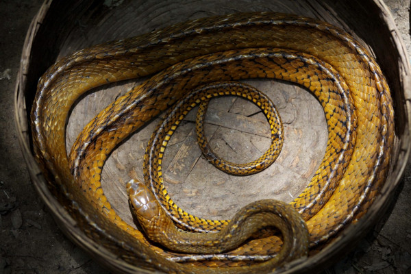 ΗΠΑ: Άνδρας βρέθηκε νεκρός μέσα στο σπίτι του με 100 φίδια γύρω του