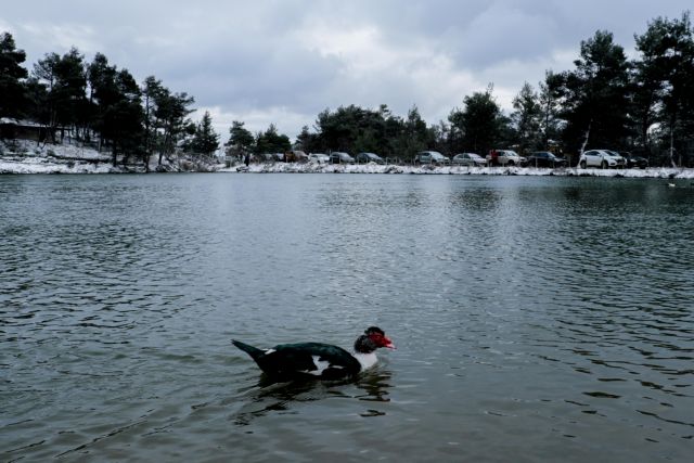 «Ελπίδα»: Μαγευτικές εικόνες από τη χιονισμένη Πάρνηθα
