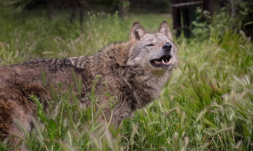 Πάρνηθα – Ξεκάθαροι οι ειδικοί – «Μένουμε μακριά από την άγρια πανίδα»