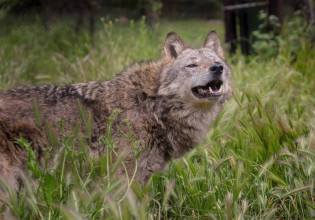 Πάρνηθα – Ξεκάθαροι οι ειδικοί – «Μένουμε μακριά από την άγρια πανίδα»