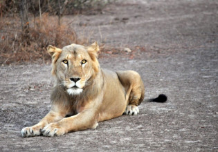 Ιράν: Λέαινα σε ζωολογικό κήπο επιτίθεται σε φύλακα και το σκάει με τον αγαπημένο της