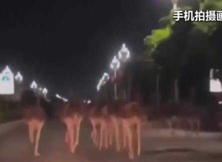 Κίνα - Στρουθοκάμηλοι βγήκαν στον δρόμο και προκάλεσαν κυκλοφοριακό κομφούζιο