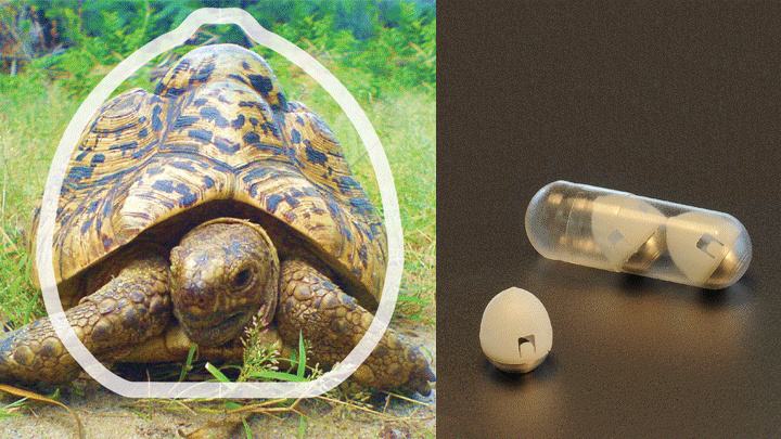 Η χελώνα-λεοπάρδαλη δίνει ιδέες για εμβόλια χωρίς ένεση