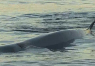 Ζιφιός: Ποιο είναι το σπάνιο κήτος που βρίσκεται τραυματισμένο στον Άλιμο