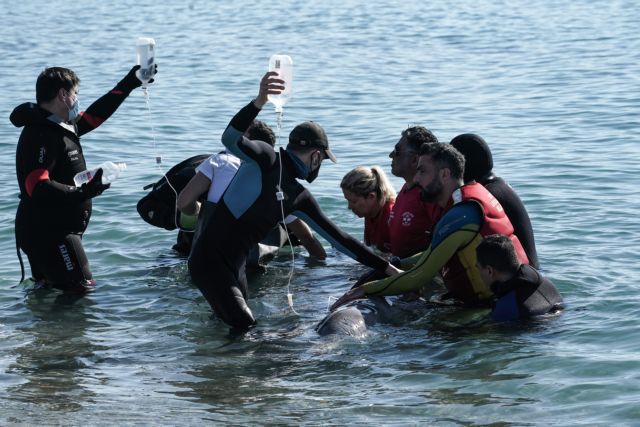Αλιμος: Αγώνας για τη διάσωση της φάλαινας – Τι έδειξαν οι πρώτες εξετάσεις