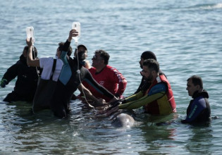 Άλιμος: Εθελόντρια τραγουδά στην τραυματισμένη φάλαινα για να την κρατήσει στη ζωή