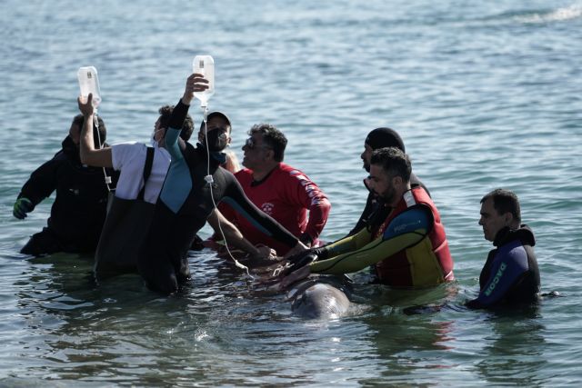 Άλιμος: Εθελόντρια τραγουδά στην τραυματισμένη φάλαινα για να την κρατήσει στη ζωή