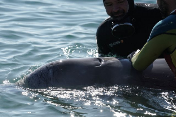 Αίσιο τέλος για τη διάσωση της τραυματισμένης φάλαινας στον Άλιμο