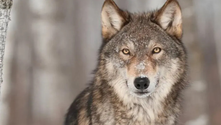 Διόνυσος: Πάνω από 30 χρόνια είχε να εμφανιστεί λύκος στην Αττική – Μεγάλη ανησυχία στους κατοίκους