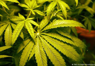 Παράνομες φάρμες κάνναβης στο Λονδίνο