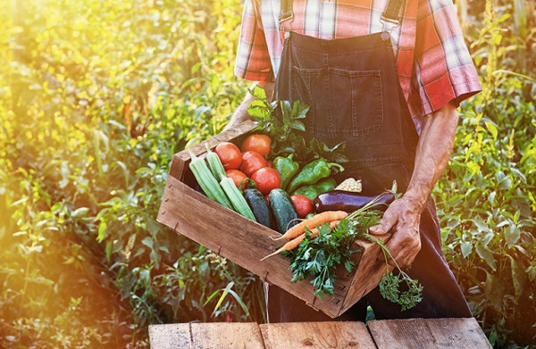 Αγροτικά προϊόντα – Ποια είναι η τάση στις εισαγωγές – Ο ρόλος τους στην εφοδιαστική αλυσίδα