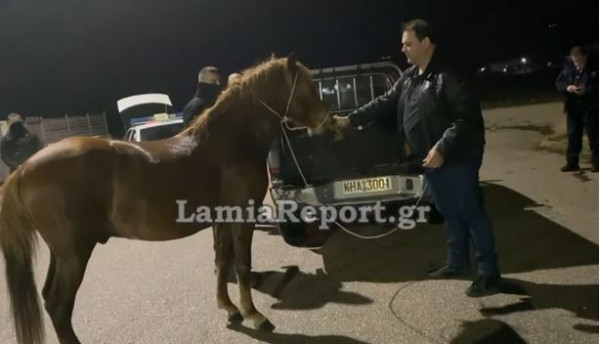 Λαμία – Άλογο «έκοβε» βόλτες μέσα στην πόλη