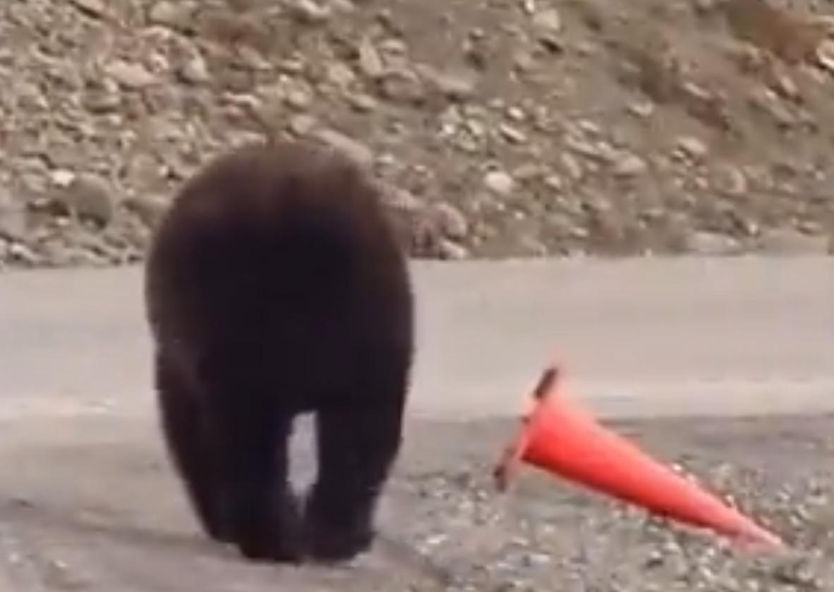 Αρκούδα - Τοποθετεί κώνο στη θέση του και συνεχίζει την πορεία της