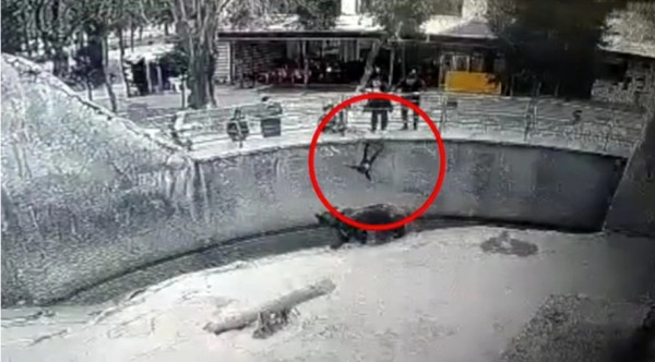 Ουζμπεκιστάν: Μητέρα πέταξε το παιδί της μέσα στο κλουβί της αρκούδας