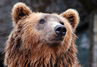 Ουζμπεκιστάν: Νεαρή γυναίκα πέταξε κοριτσάκι σε κλουβί αρκούδας σε ζωολογικό κήπο