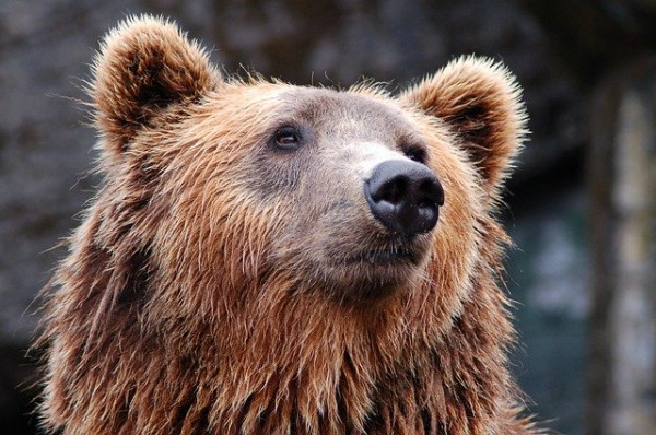 Ουζμπεκιστάν: Νεαρή γυναίκα πέταξε κοριτσάκι σε κλουβί αρκούδας σε ζωολογικό κήπο