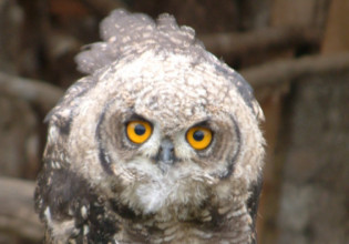 Κακοκαιρία «Ελπίδα»: Καταστροφές και στο Αττικό Ζωολογικό Πάρκο – Δραπέτευσαν σπάνια πουλιά