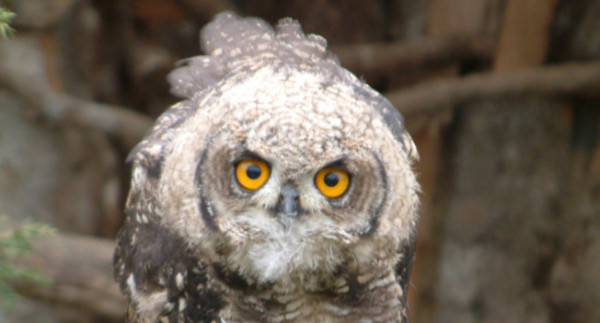 Κακοκαιρία «Ελπίδα»: Καταστροφές και στο Αττικό Ζωολογικό Πάρκο – Δραπέτευσαν σπάνια πουλιά