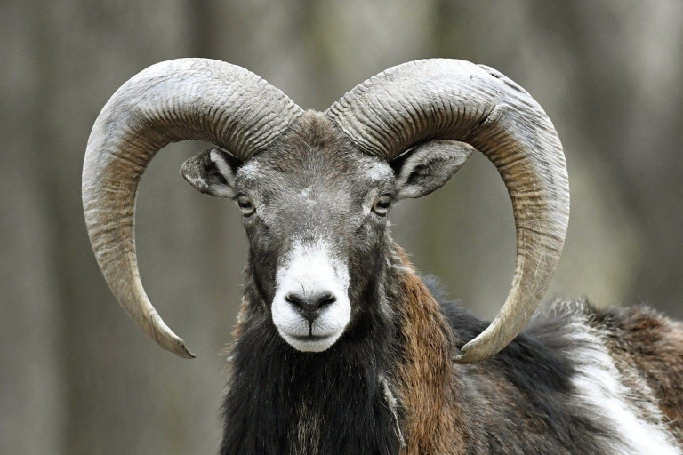 Σοκ στη Μεσσηνία: Πήγε στο χωράφι να ταΐσει τα ζώα και τη «σκότωσε» το κριάρι