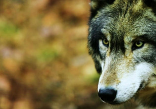 Πάρνηθα – Τις στιγμές αγωνίας που έζησε με την κόρη του όταν είδαν ξαφνικά τον λύκο περιγράφει ο πατέρας