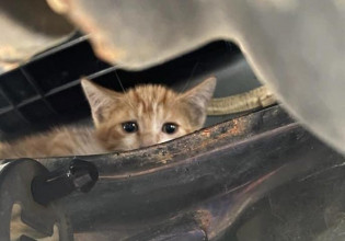 Κρύο και χιόνια: Προσοχή στα γατάκια που κρύβονται κάτω από το ΙΧ