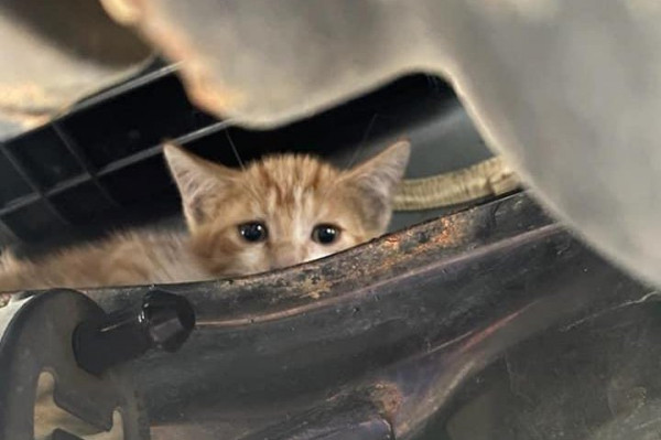 Κρύο και χιόνια: Προσοχή στα γατάκια που κρύβονται κάτω από το ΙΧ