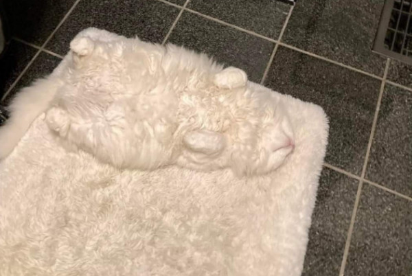 Γάτες – Μπορείτε να τις βρείτε σε αυτές τις φωτογραφίες;