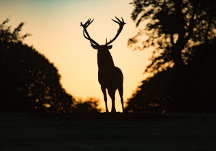 Παραγουάη – Ελάφι σκότωσε ένα στρατιωτικό φρουρό στο προεδρικό μέγαρο της Ασουνσιόν
