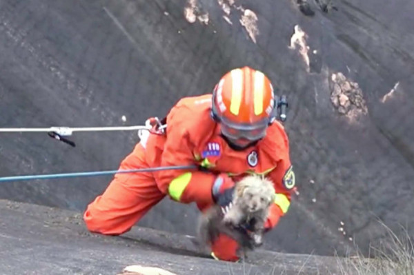 Απίστευτη διάσωση σκύλου στην άκρη του γκρεμού