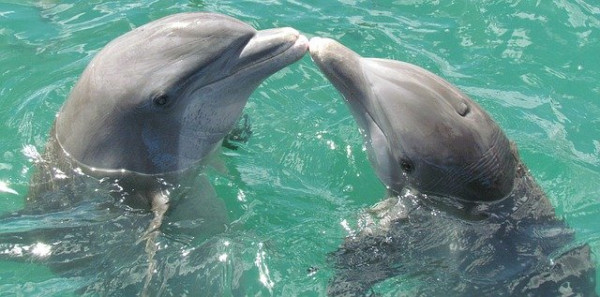 Δελφίνια – Κάνουν σεξ για ευχαρίστηση – Επιστήμονες ανακάλυψαν ότι διαθέτουν κλειτορίδα ανατομικά παρεμφερή με την ανθρώπινη