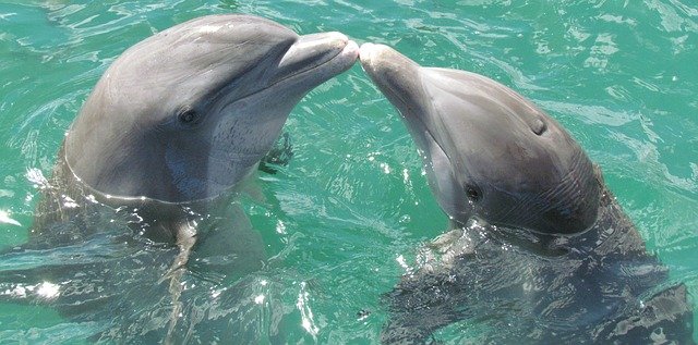 Δελφίνια – Κάνουν σεξ για ευχαρίστηση – Επιστήμονες ανακάλυψαν ότι διαθέτουν κλειτορίδα ανατομικά παρεμφερή με την ανθρώπινη